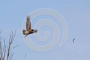 Hibrid Lesser Spotted Eagle