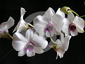 Hibrid orchid photo