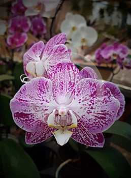 Orchid Phaleanopsis hibrid close up photo