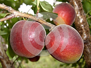 Hibrid of plum and apricot photo