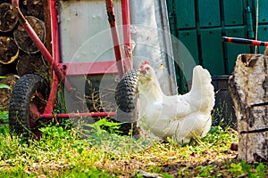 Ð¡hicken breeds Araucana