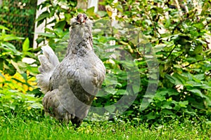 Ð¡hicken breeds Araucana