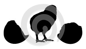 Ð¡hicken hatched from the egg, black silhouette. Vector illustration