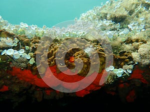 Ð¡hicken liver sponge or Caribbean Chicken-liver sponge Chondrilla nucula and Red encrusting sponge Crambe Crambe undersea