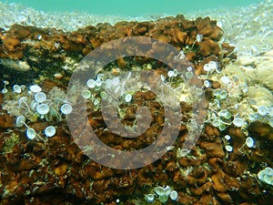 Ð¡hicken liver sponge or Caribbean Chicken-liver sponge Chondrilla nucula undersea, Aegean Sea