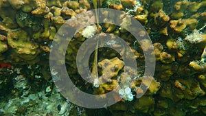 Ð¡hicken liver sponge or Caribbean Chicken-liver sponge Chondrilla nucula undersea, Aegean Sea