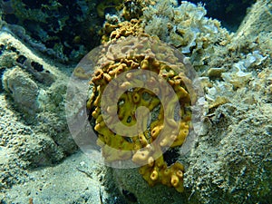 Ð¡hicken liver sponge or Caribbean Chicken-liver sponge Chondrilla nucula undersea, Aegean Sea, Greece.