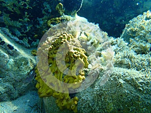 Ð¡hicken liver sponge or Caribbean Chicken-liver sponge Chondrilla nucula undersea, Aegean Sea, Greece.