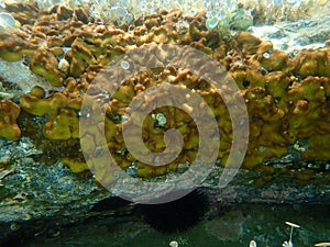 Ð¡hicken liver sponge or Caribbean Chicken-liver sponge Chondrilla nucula undersea, Aegean Sea, Greece, Halkidiki