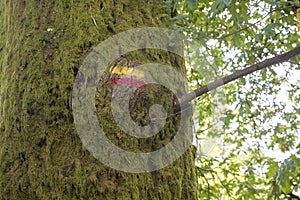 Hicking trail mark on the bark of a tree