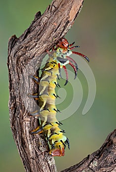 Hickory horned devil on branch