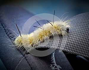 Hickory Moth Tussock Caterpillar on my backpack, Monongahela National Forest, West Virginia