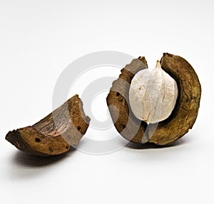 Hickory Nut