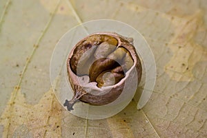 Hickory nut