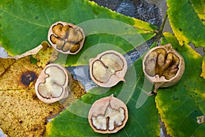 Hickory nuts