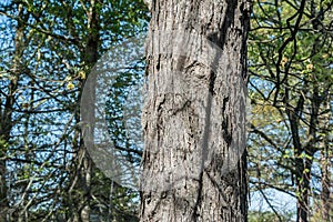 Hickory Tree In Early Spring.