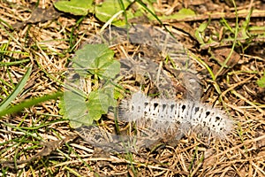 Hickory Tussock Moth Caterpillar