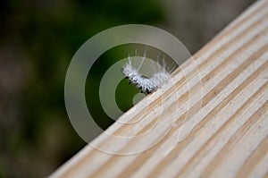 Hickory Tussock Moth caterpillar