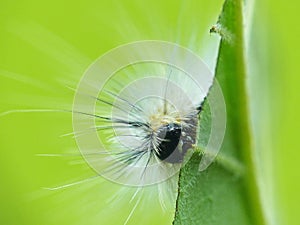 Hickory Tussock Moth Caterpillar On Leaf
