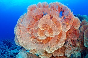 Hickson's fan coral