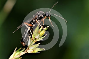 Hicneumon wasp Tiphia femorata