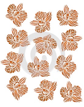 OrÃÂhid Flower Orange Pattern