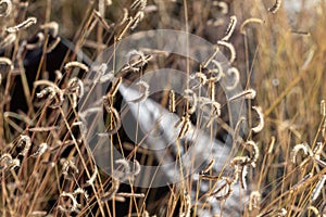 Hidden Amongst the 1000 Blue Grama Grass