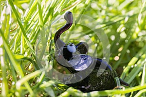 Hidden black elephant toy in the grass, animal protection concept, downsizing concept