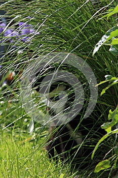 Hidden black and white cat