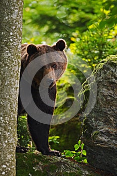 Hidden brown bear in the forest. Portrait of brown bear, sitting on the grey stone, pink flowers at the background, animal in the