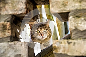 curious cat peeking through hole rock wall photo