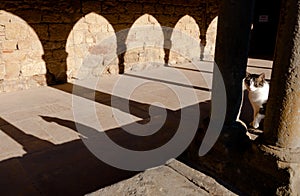 Hidden cat and its shadow