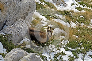 Hidden chamois