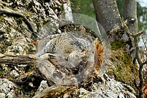 Hidden danger: a camouflaged wolf