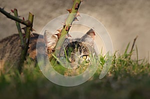 Hidden domestic cat behind stem of rose and wild grass and wait for right time for devastate attack. Hunter in action. Prickled up