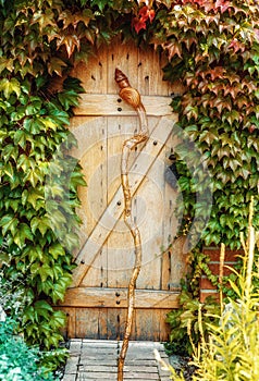 hidden door in virginia creeper.