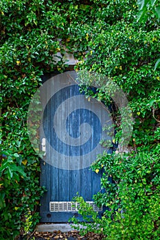 A hidden door in a wall overgrown with ivy with green leaves