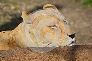 Hidden, dormant lioness close up