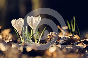 Hidden early spring white crocuses grow in the forest.