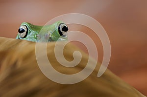 Hidden eye frog