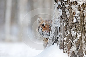 Hidden face portrait of tigre. Tiger in wild winter nature. Amur tiger running in the snow. Action wildlife scene, danger animal. photo