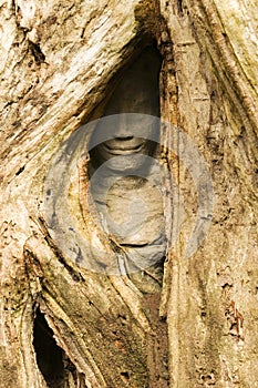 Hidden Face, Ta Prohm Temple, Angkor Wat, Cambodia