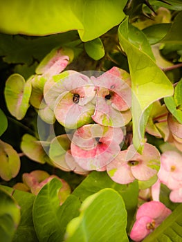 Hidden Flowers under The Tree
