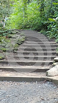 Hidden forest steps secret path