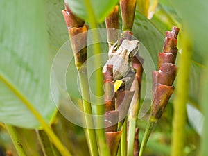 Oculto rana 