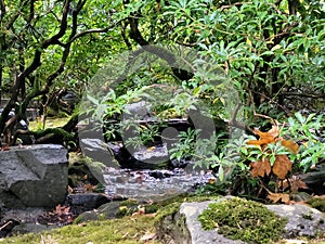 Hidden gem at Japanese garden