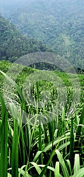 Hidden gem from kulonprogo jogjakarta indonesia withe the green  fields