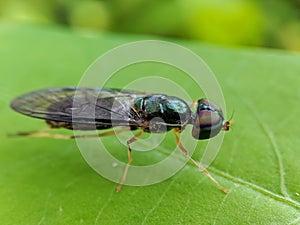 A Hidden Gem on the Leaf