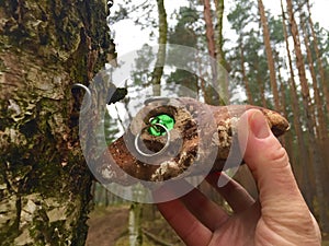 Hidden geocache in the forest