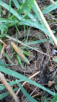 A hidden grasshopper